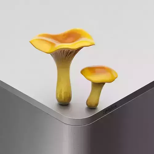 Mushroom Cantharellus cibarius