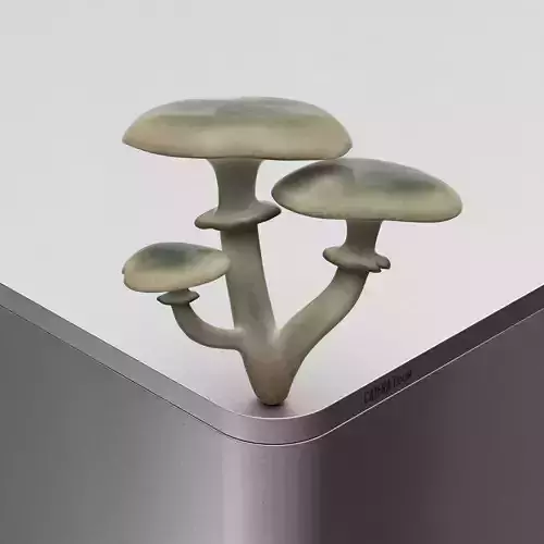 Mushroom Amanita phalloides