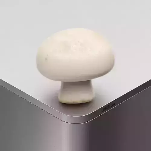 Mushroom Agaricus bisporus