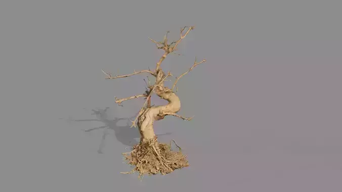 Dead Chimney Bonsai Tree X6 Low Poly 3D Model Low-poly 3D model