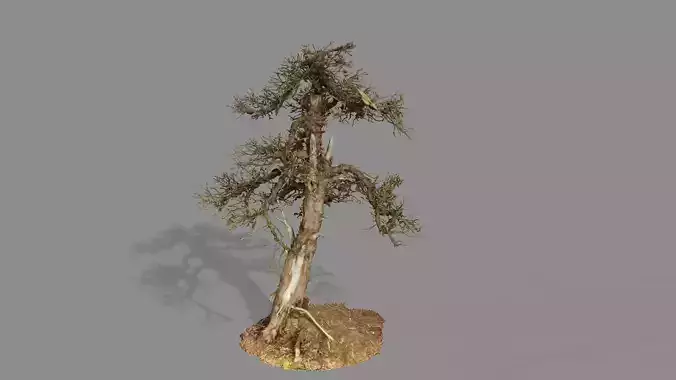 Dead Chimney Bonsai Tree X5 Low Poly 3D Model Low-poly 3D model