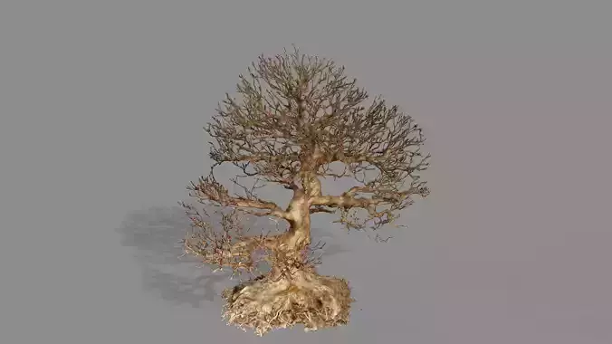 Dead Chimney Bonsai Tree X3 Low Poly 3D Model Low-poly 3D model