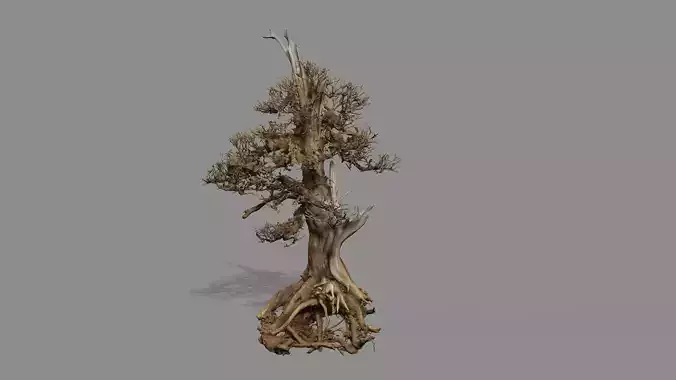Dead Chimney Bonsai Tree X1 Low Poly 3D Model Low-poly 3D model