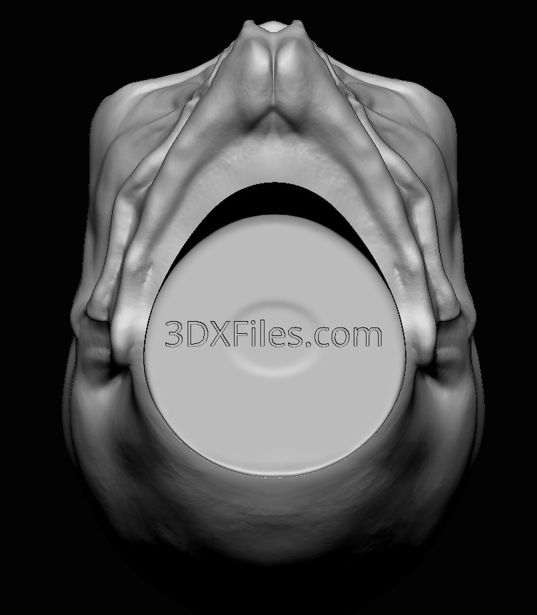 Givin Head Sculpt - Star Wars Head Sculpt - 3D Print File STL 3D print model_1