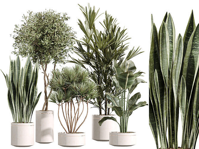 AV Indoor Plants Set 254 Sansevieria Olive Yucca Palm 3D model