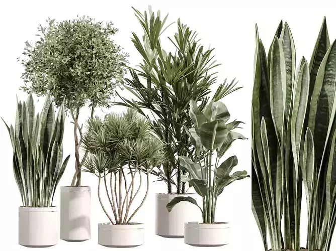 AV Indoor Plants Set 254 Sansevieria Olive Yucca Palm