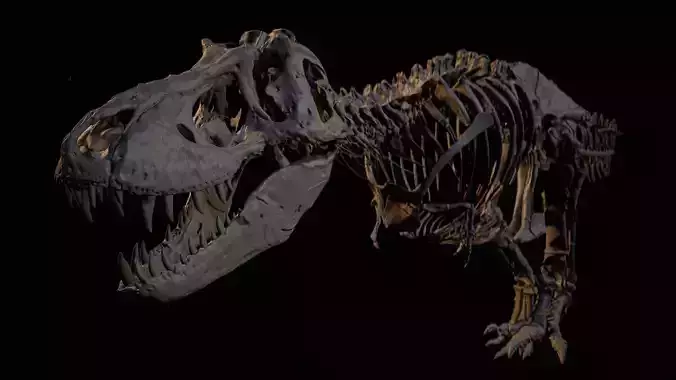 Realistic T-Rex Skeleton Scan High-Quality Fossil 3D Model 3D print model