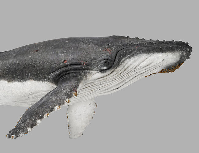 Humpback Whale 3D Model  Arnold Rendered Film-Quality Asset 3D model