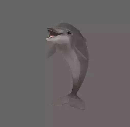 Low Poly Baby Dolphin 