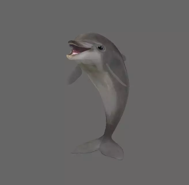 Low Poly Baby Dolphin  Low-poly 3D model_0
