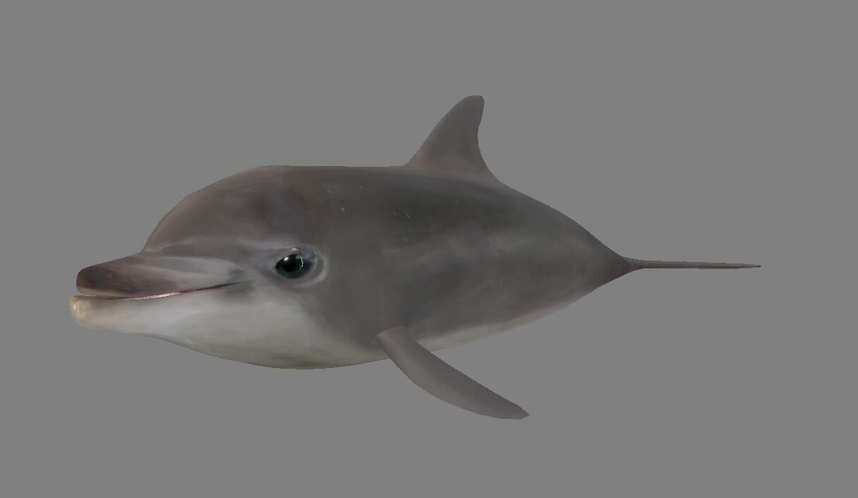Low Poly Baby Dolphin  Low-poly 3D model_1