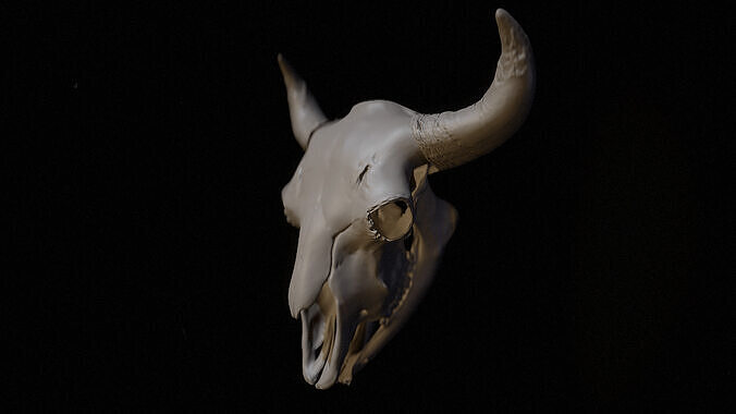 Bison Skull 3D Model  High Resolution for Print or Study 3D print model
