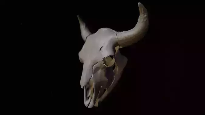 Bison Skull 3D Model  High Resolution for Print or Study 3D print model