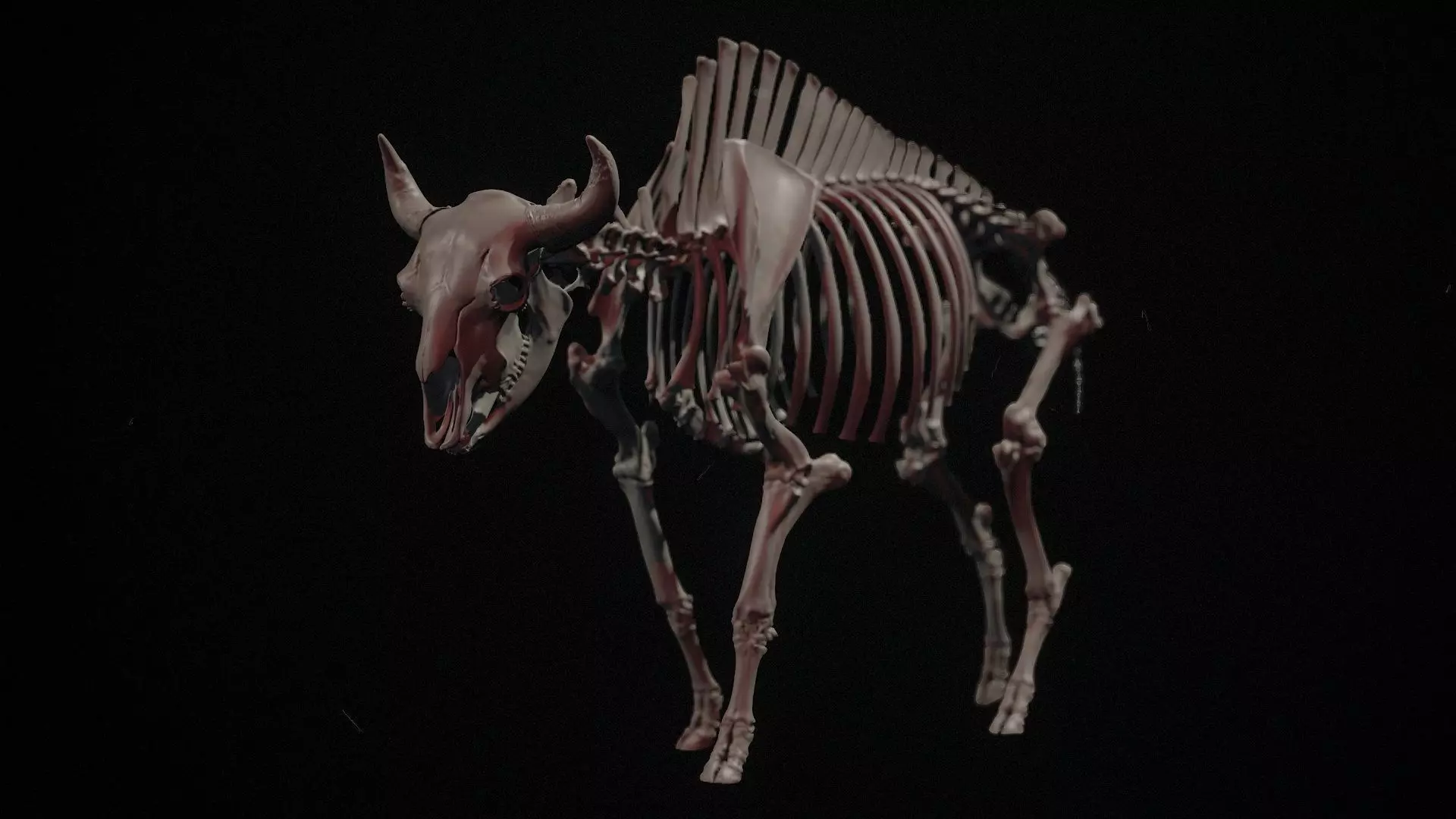 Full Bison Skeleton 3D Model Anatomical Study 3D Print 3D print model