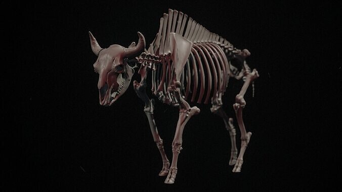 Full Bison Skeleton 3D Model Anatomical Study  3D Print 3D print model