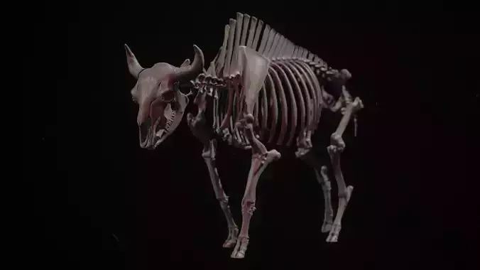 Full Bison Skeleton 3D Model Anatomical Study  3D Print