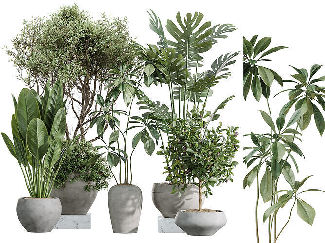 AV Indoor Plants Set 255 Olive Ficus Monstera Aquatica 3D model