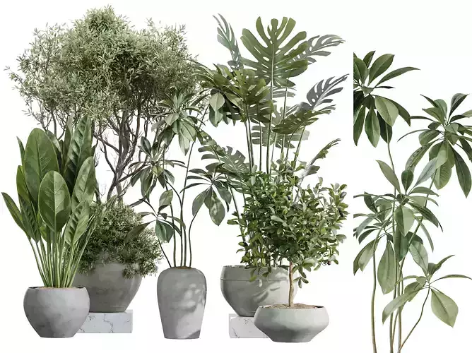 AV Indoor Plants Set 255 Olive Ficus Monstera Aquatica