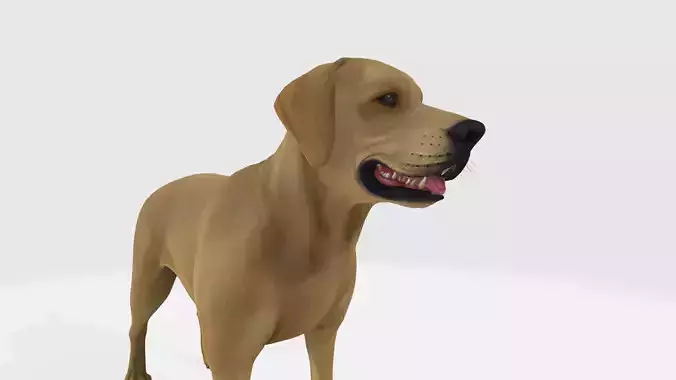 Labrador Retriever Dog 3D Model Ready to Print 3D print model