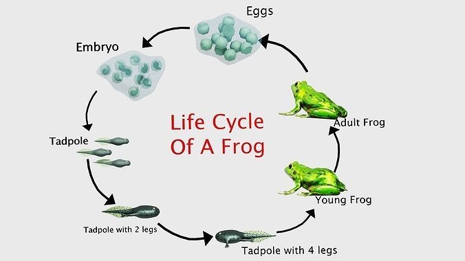 Life Cycle of a Frog Low-poly 3D model