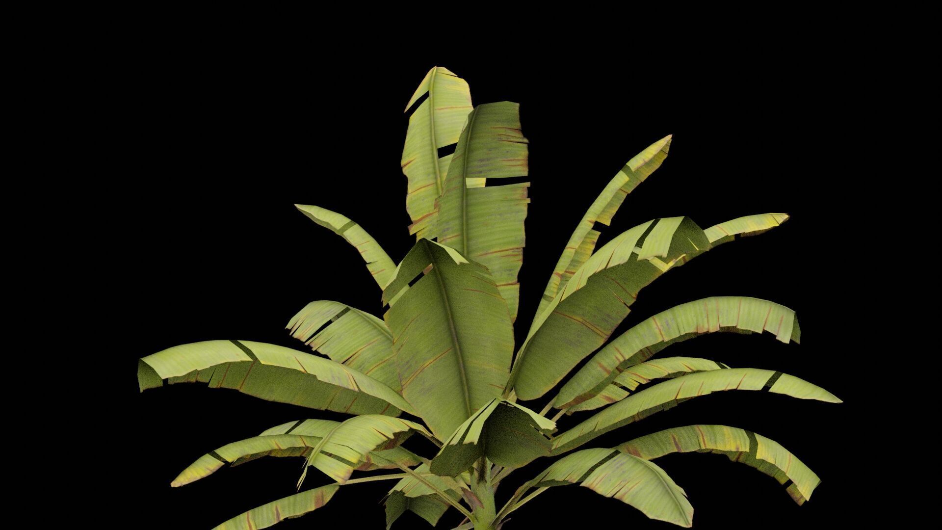 Banana Plant Low-poly 3D model_3