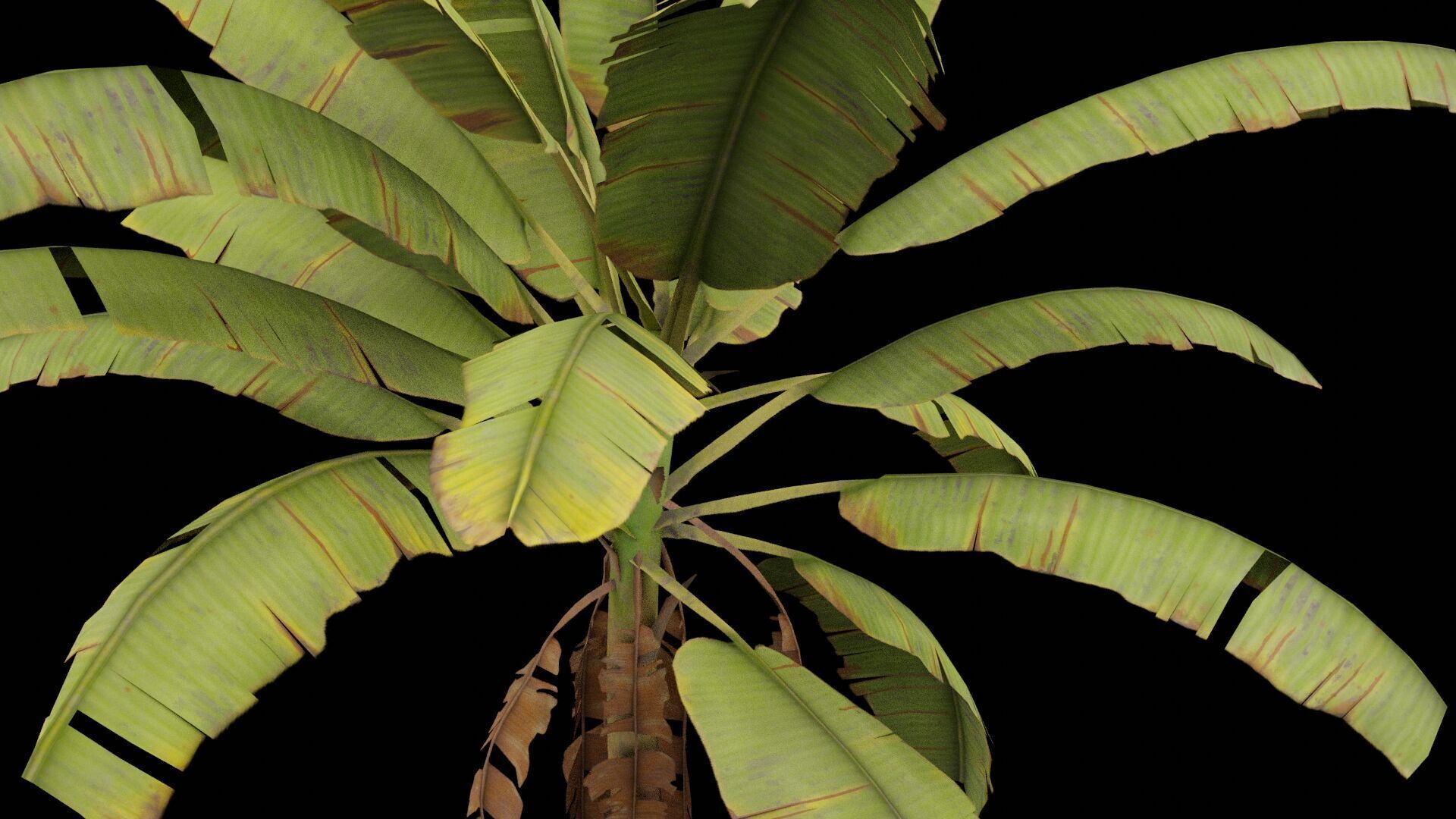 Banana Plant Low-poly 3D model_7