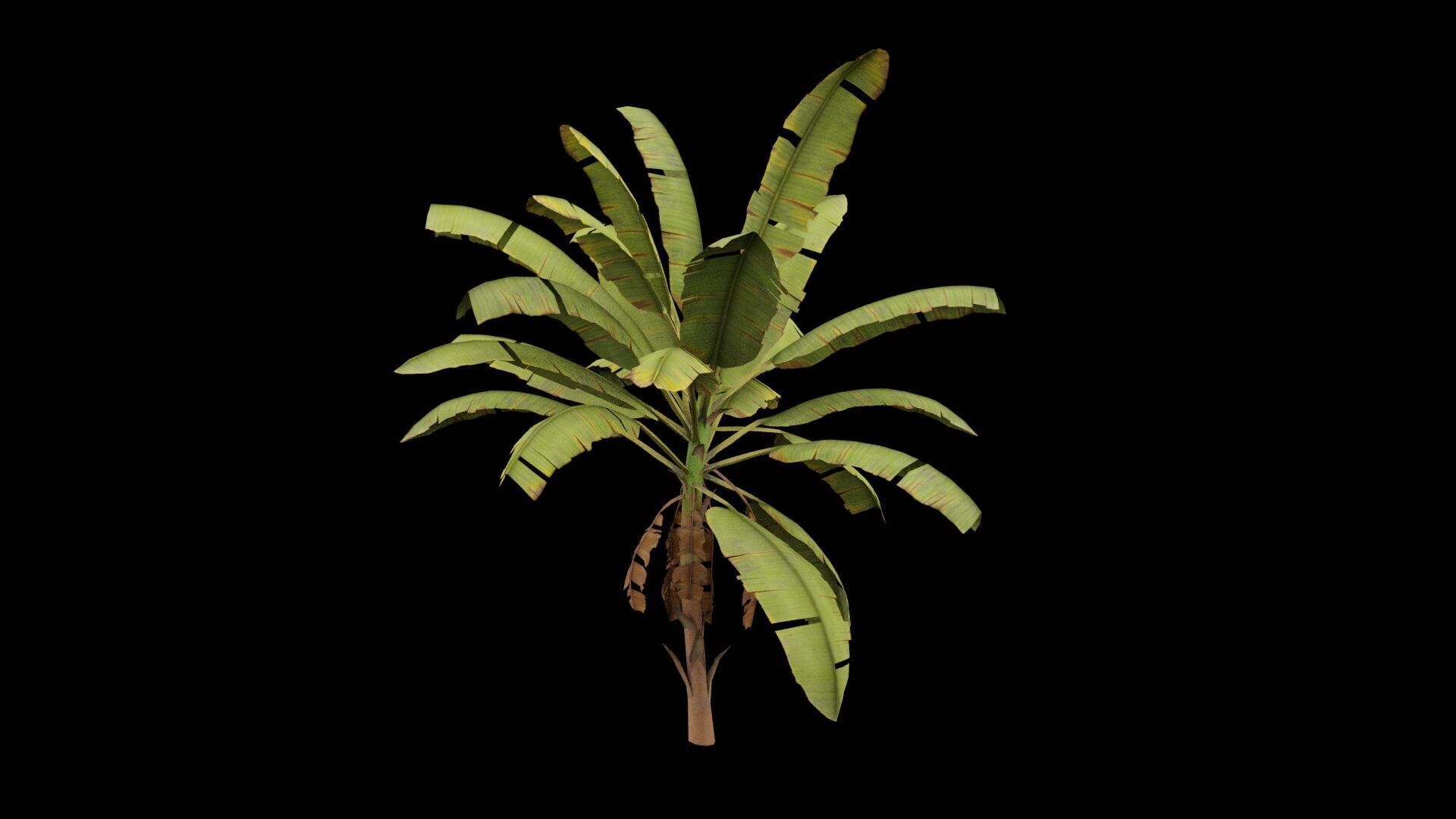 Banana Plant Low-poly 3D model_6