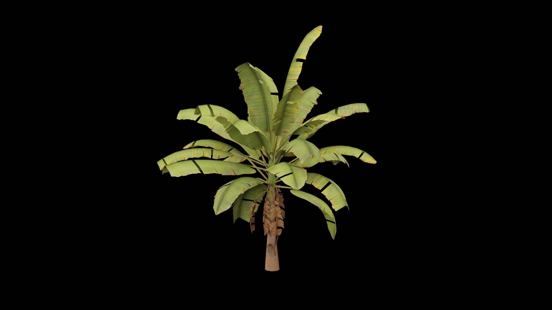 Banana Plant Low-poly 3D model_1