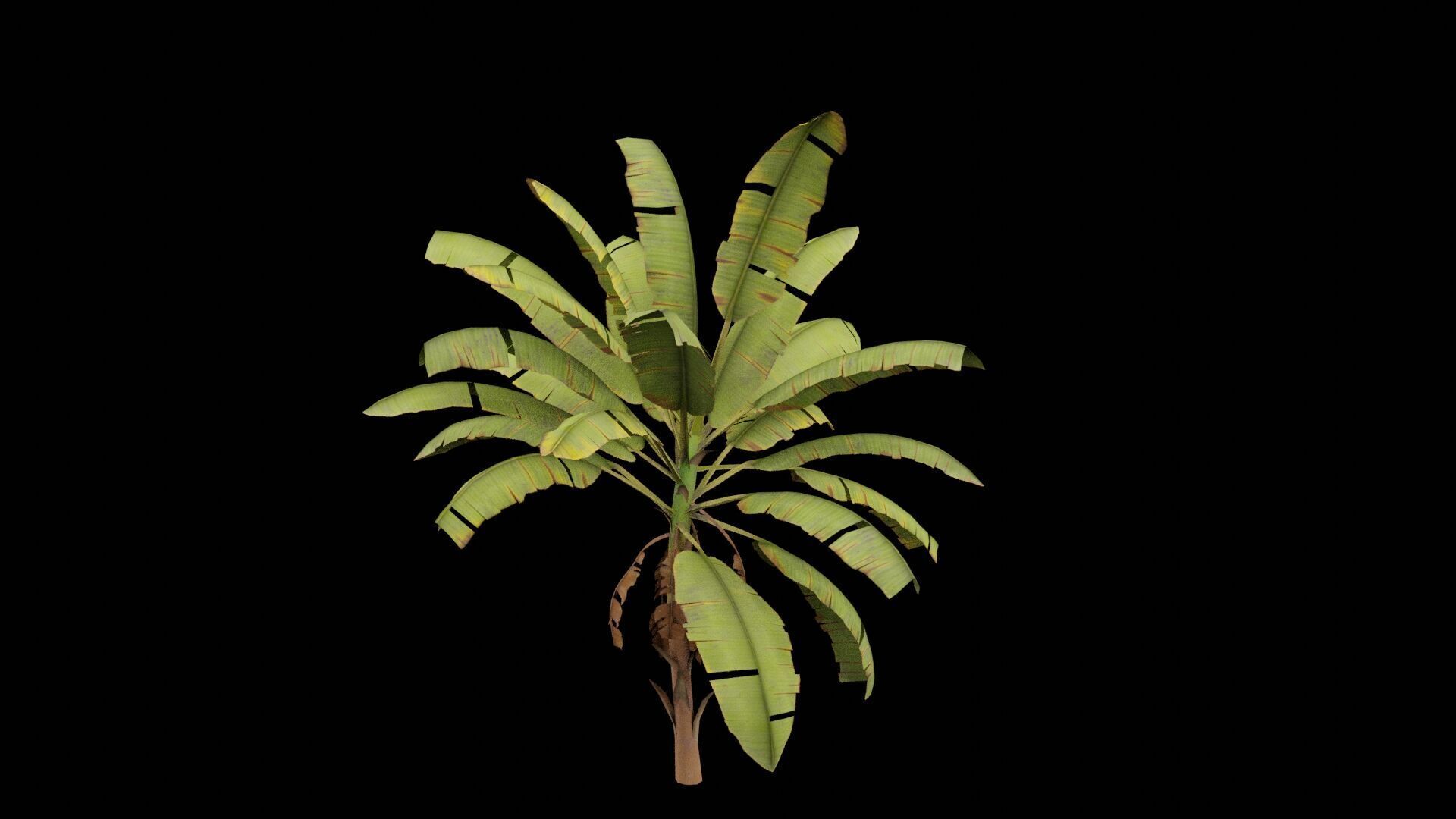 Banana Plant Low-poly 3D model_2