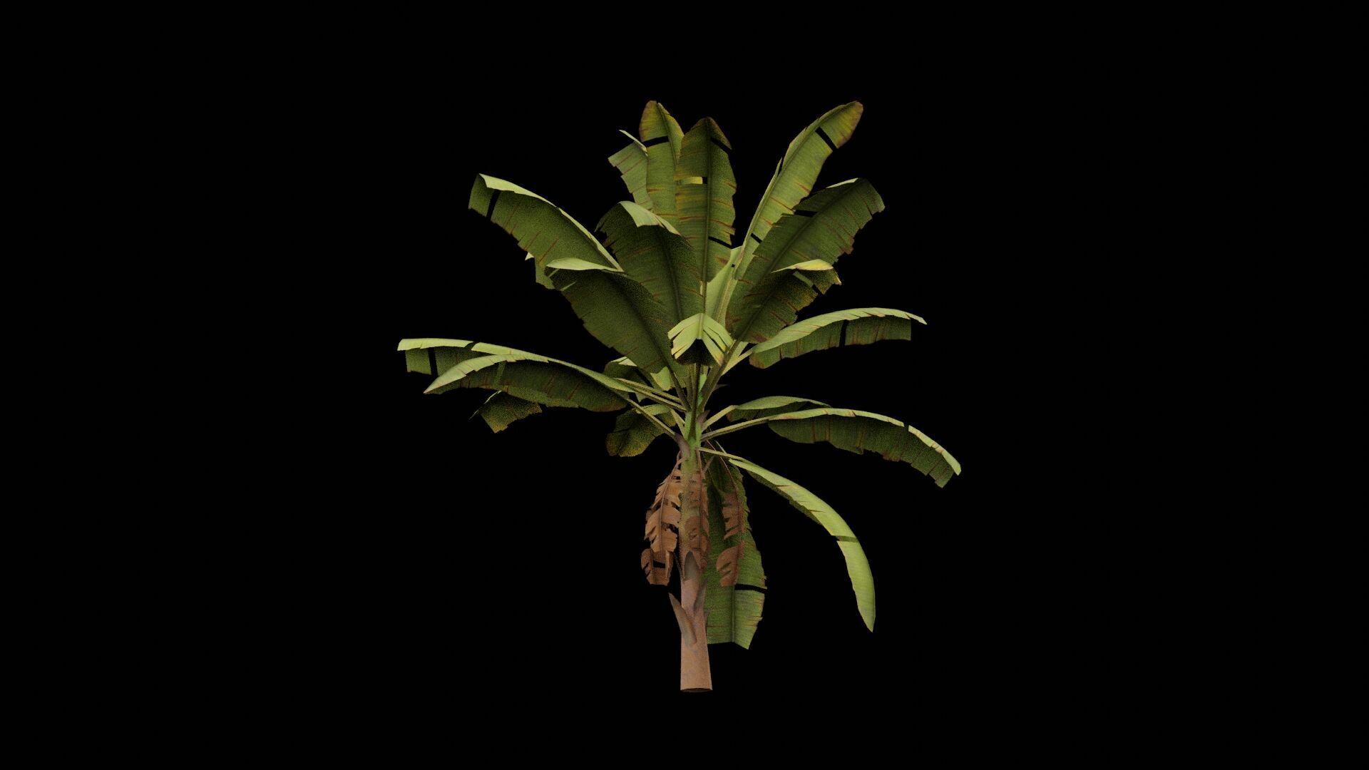 Banana Plant Low-poly 3D model_5