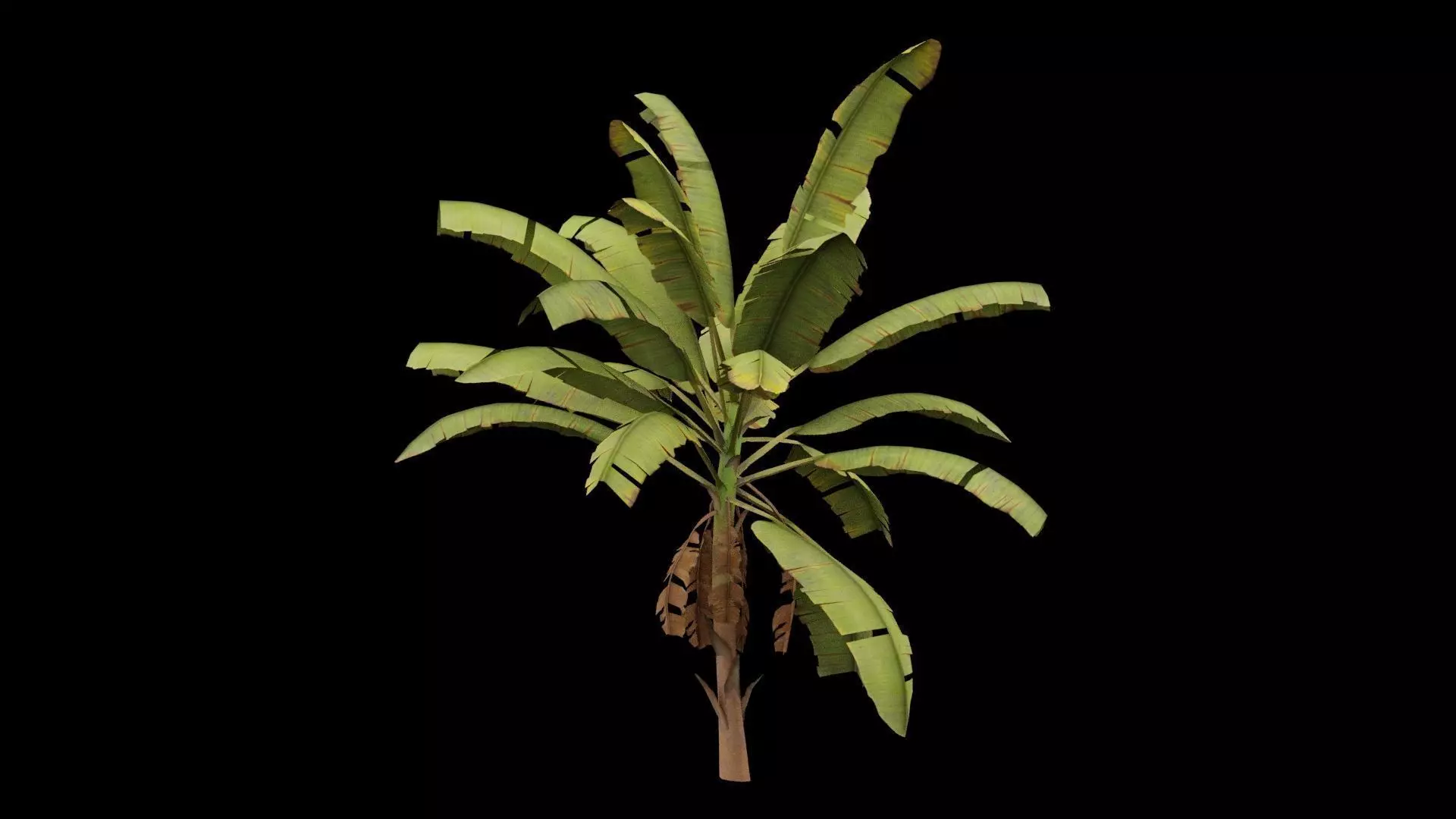 Banana Plant Low-poly 3D model_0