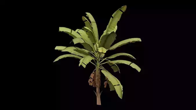 Banana Plant Low-poly 3D model
