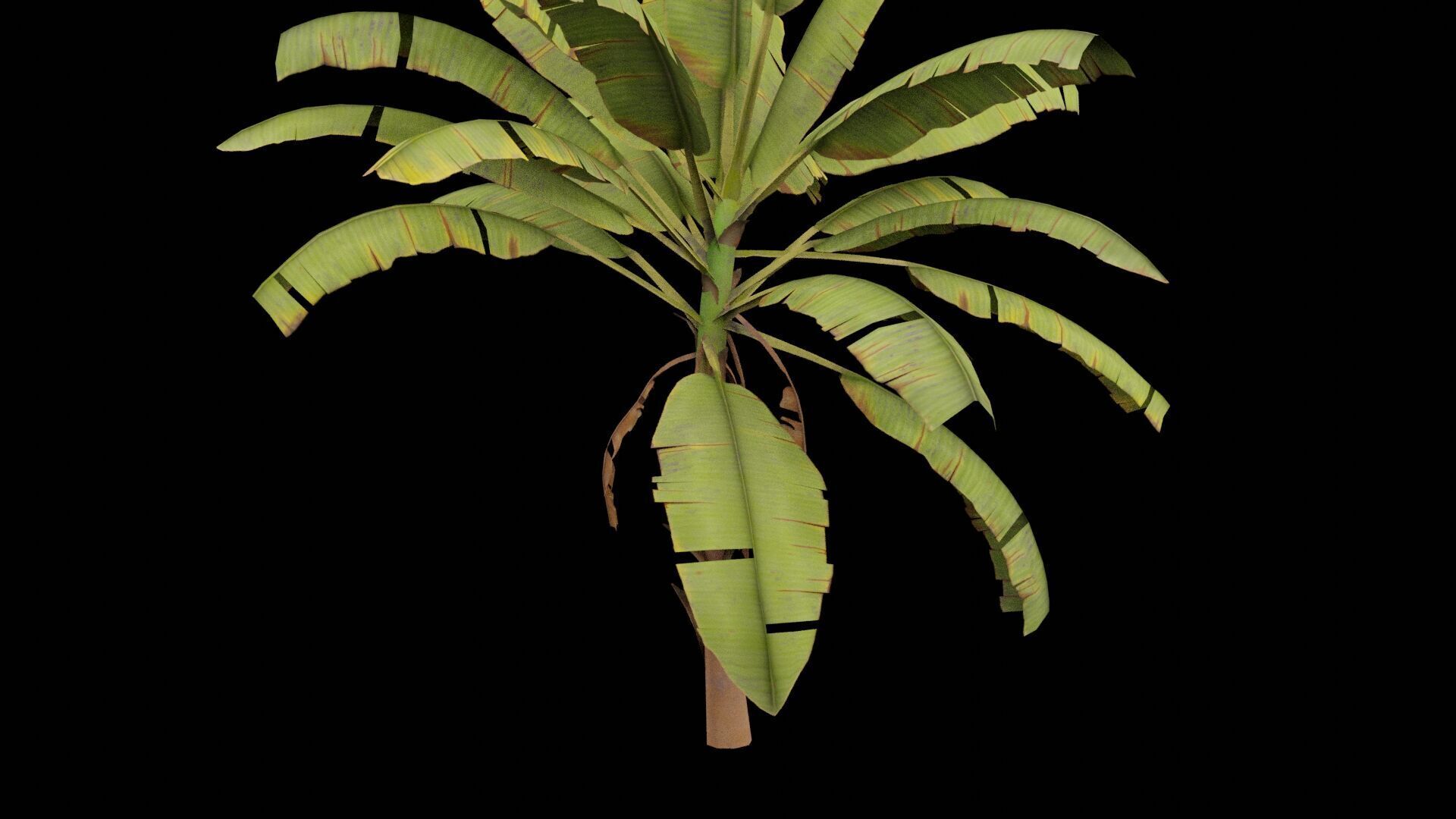 Banana Plant Low-poly 3D model_4