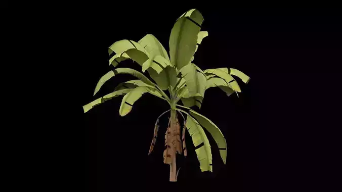 Banana Plant