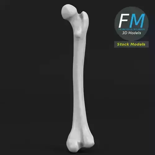 Anatomy - Human femur 3D model