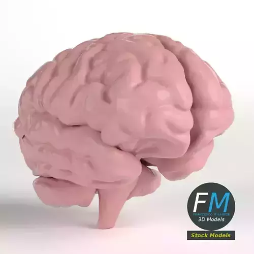 Anatomy - Human Brain 3D model