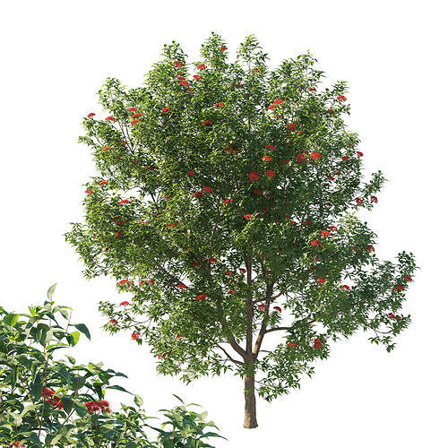 Corymbia ficifolia Wildfire tree 04 3D model