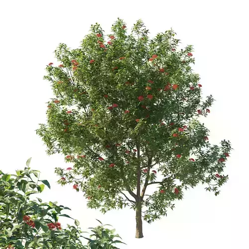 Corymbia ficifolia Wildfire tree 04