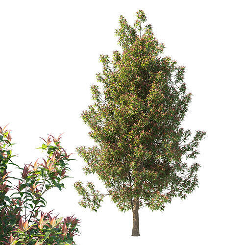 Corymbia ficifolia Wildfire tree 05 3D model