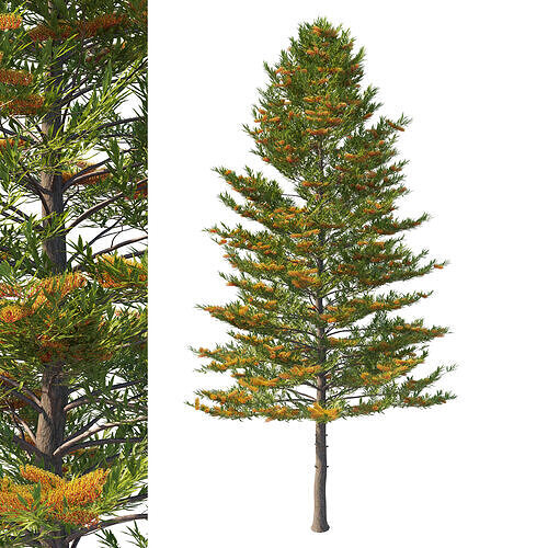 Grevillea robusta tree 3D model