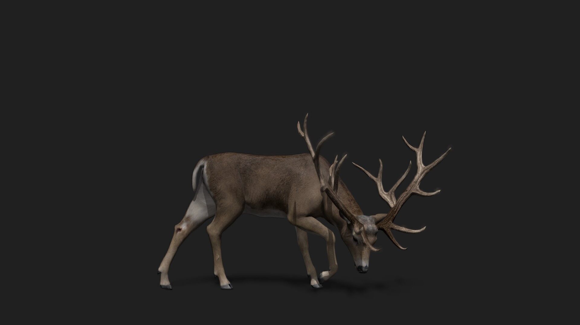 Realistic Animated Deer 2 Low-poly 3D model_1