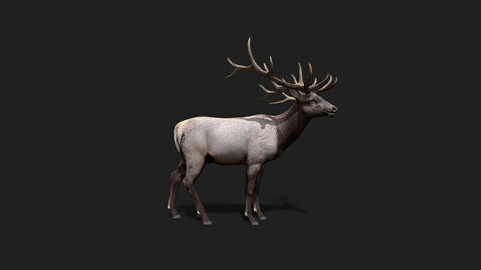 Realistic Animated Deer 2 Low-poly 3D model