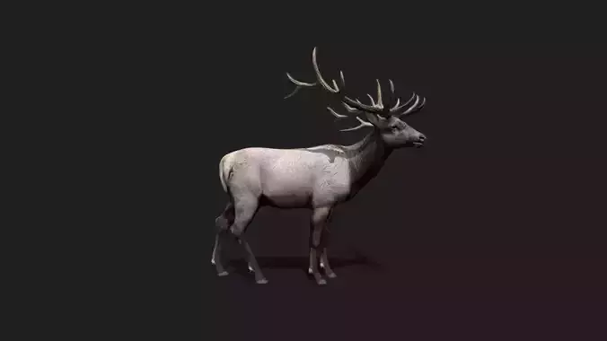 Realistic Animated Deer 2