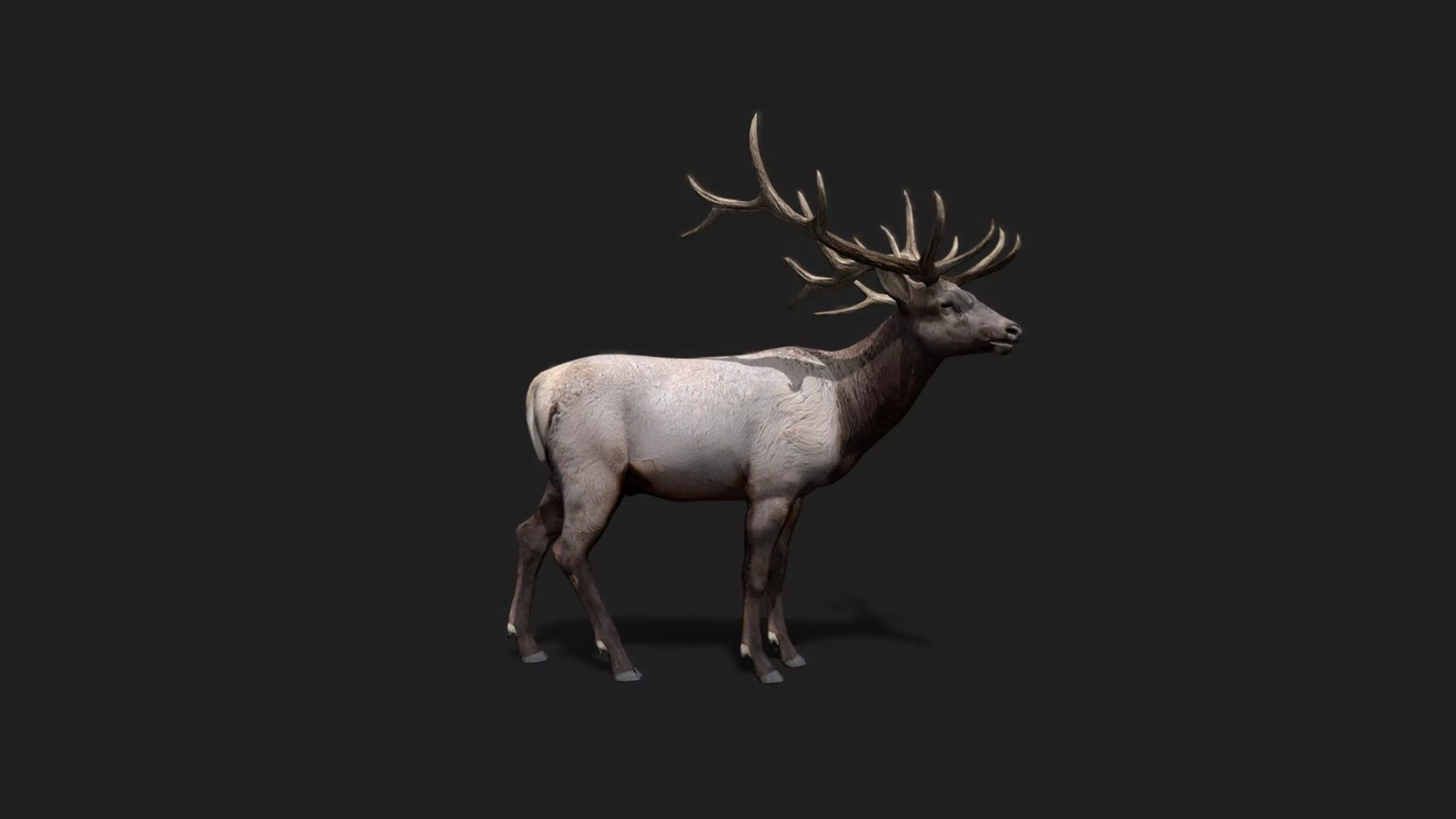 Realistic Animated Deer 2 Low-poly 3D model_0
