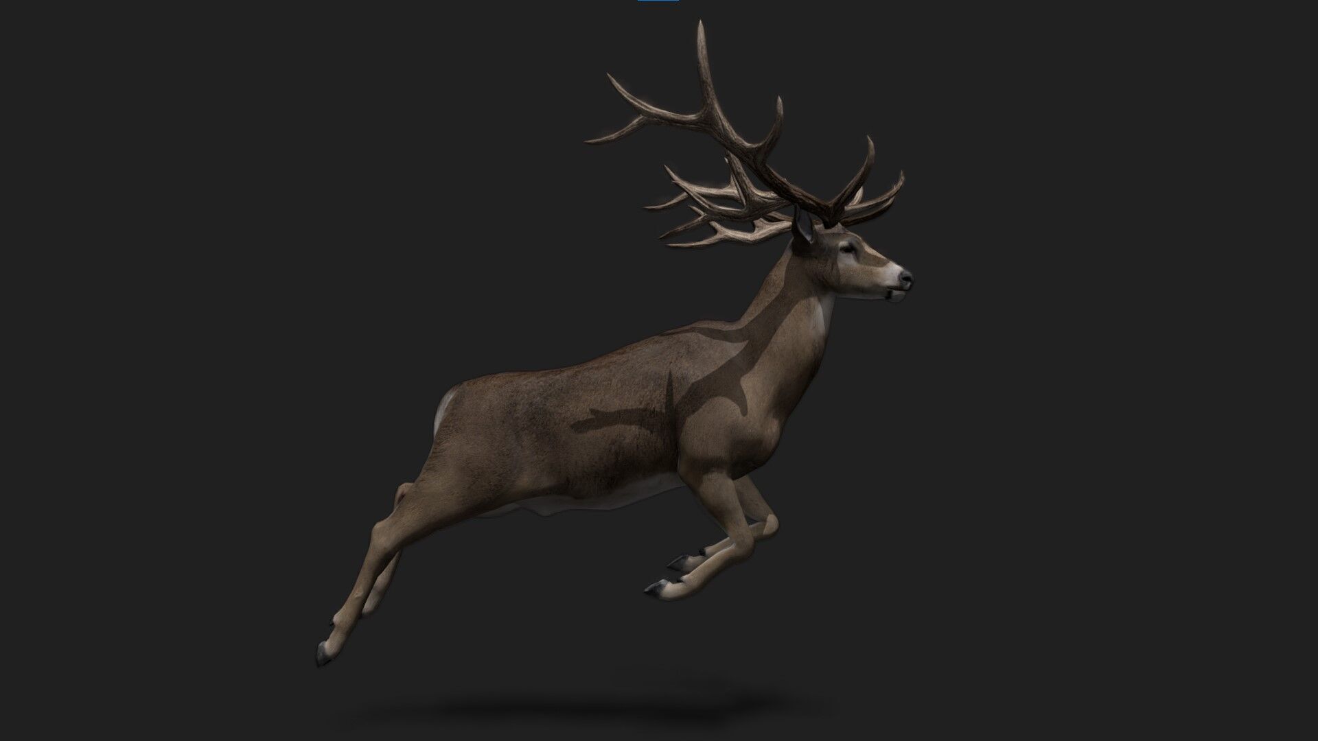 Realistic Animated Deer 2 Low-poly 3D model_2
