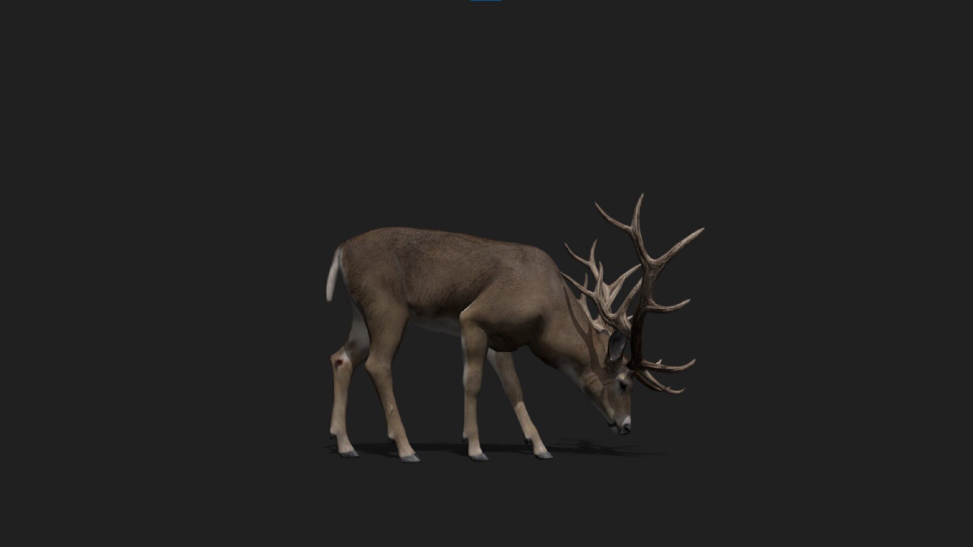 Realistic Animated Deer 2 Low-poly 3D model_5