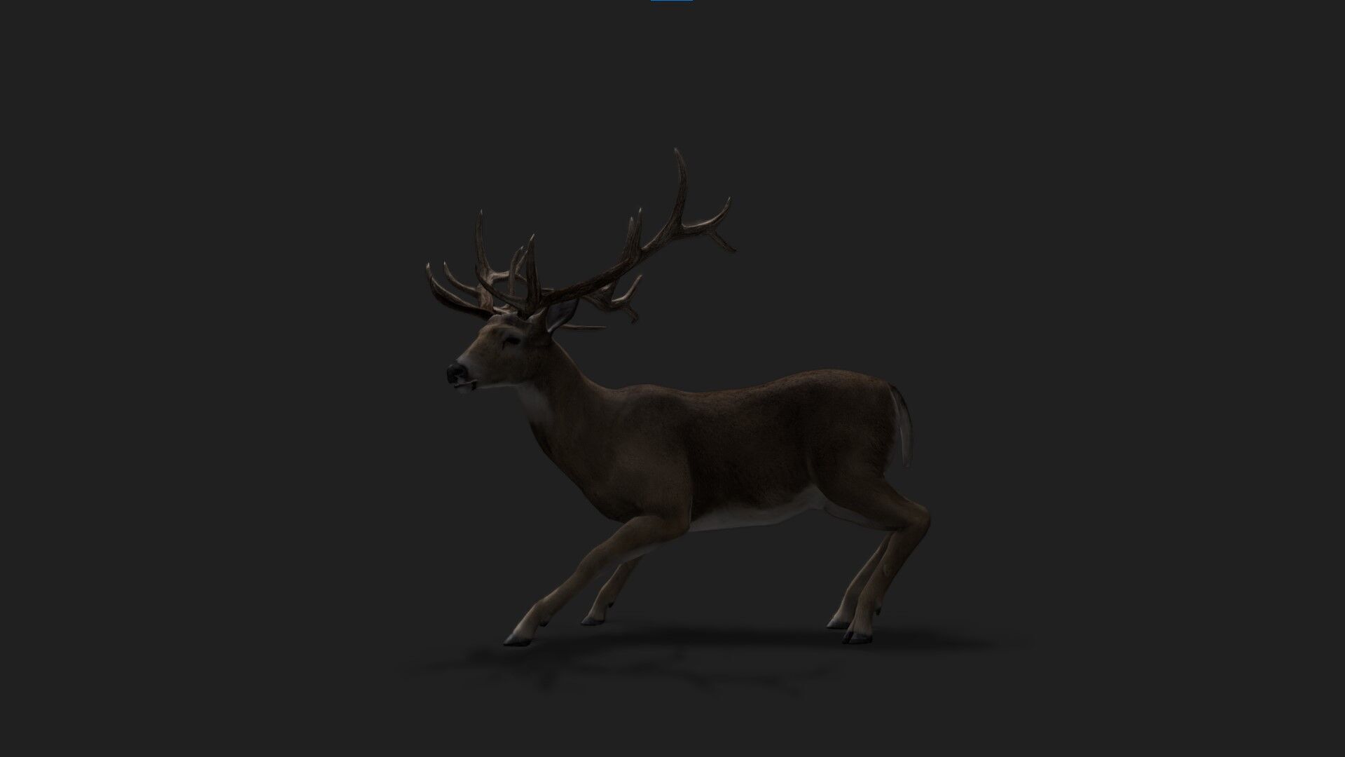 Realistic Animated Deer 2 Low-poly 3D model_3