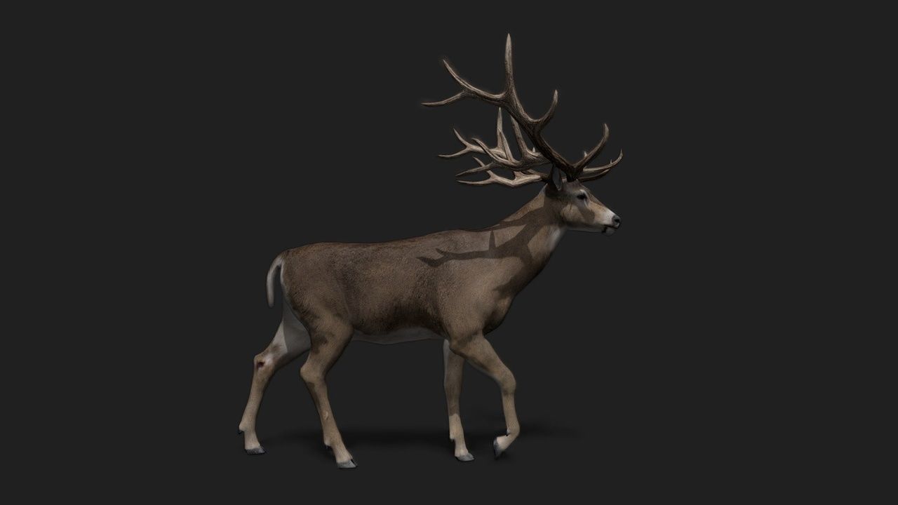 Realistic Animated Deer 2 Low-poly 3D model_4