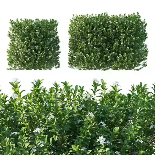 Pittosporum Green Pillar bush 02