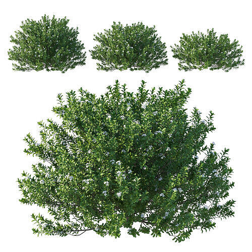 Pittosporum Green Pillar bush 03 3D model